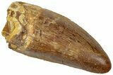 Serrated, Carcharodontosaurus Tooth - Real Dinosaur Tooth #311029-1